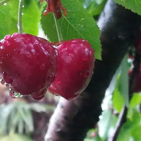 Agriturismo Al Ciliegio Маростика